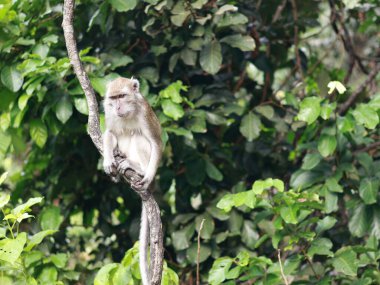 Maymun makağı yakın çekim, muz yemek, ağaçta oturmak. Toque macaque, Macaca sinica, uzun kuyruklu erkek maymun (Macaca fascicularis) tünemiş ağaç.