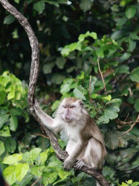 Maymun makağı yakın çekim, yaprakları yemek, ağaçta oturmak. Toque macaque, Macaca sinica, uzun kuyruklu erkek maymun (Macaca fascicularis) tünemiş ağaç.