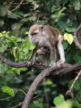 Bebek taşırken, muz yerken, ağaçta otururken maymun makağı yakın plan. Toque macaque, Macaca sinica, uzun kuyruklu erkek maymun (Macaca fascicularis) tünemiş ağaç.