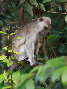 Maymun makağı yakın çekim, yaprakları yemek, ağaçta oturmak. Toque macaque, Macaca sinica, uzun kuyruklu erkek maymun (Macaca fascicularis) tünemiş ağaç.