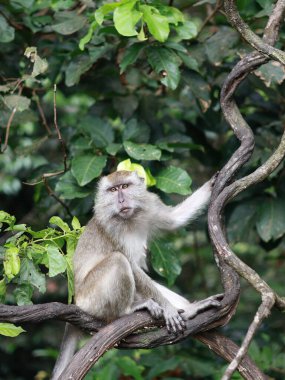 Maymun makağı yakın çekim, yaprakları yemek, ağaçta oturmak. Toque macaque, Macaca sinica, uzun kuyruklu erkek maymun (Macaca fascicularis) tünemiş ağaç.