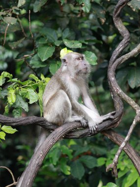 Maymun makağı yakın çekim, yaprakları yemek, ağaçta oturmak. Toque macaque, Macaca sinica, uzun kuyruklu erkek maymun (Macaca fascicularis) tünemiş ağaç.