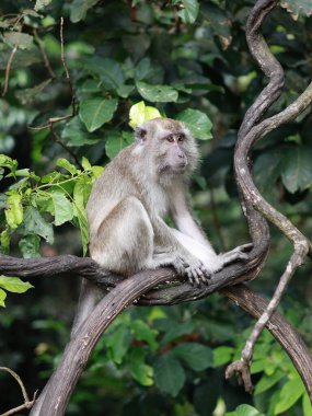 Maymun makağı yakın çekim, yaprakları yemek, ağaçta oturmak. Toque macaque, Macaca sinica, uzun kuyruklu erkek maymun (Macaca fascicularis) tünemiş ağaç.