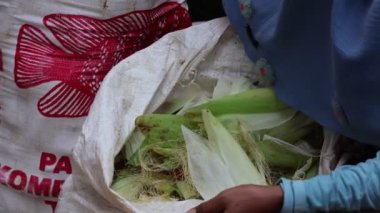 Balikpapan Ocak 04.2025 mısır dişi ellerinde. Kız hasattan sonra mısır soyar, kadın mısır kabuğu soyardı.