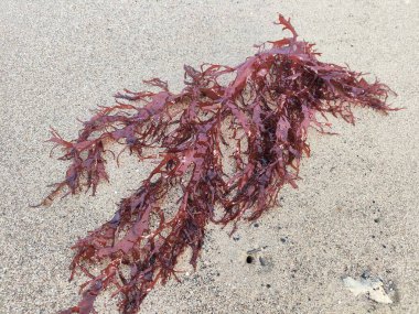 False Irish moss (Mastocarpus stellatus) on the sand beach, a red algae species,  It is a sea vegetable or edible seaweed, ideal in preparing salads, marinades and sauces. clipart