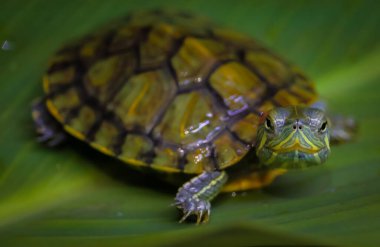 Brezilya Kırmızı Kulaklı Kaygan Kaplumbağaları, yeşilimsi rengiyle ünlüdür, Endonezya 'nın en popüler kaplumbağa türlerinden biridir, Brezilyalı kaplumbağa.