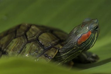 Brezilya Kırmızı Kulaklı Kaygan Kaplumbağaları, yeşilimsi rengiyle ünlüdür, Endonezya 'nın en popüler kaplumbağa türlerinden biridir, Brezilyalı kaplumbağa.