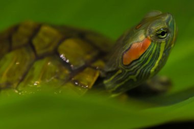 Close up Brazilian Red Eared Slider Turtles, which is famous for its greenish color, is one of the most popular types of tortoise in Indonesia,  Brazilian tortoise clipart