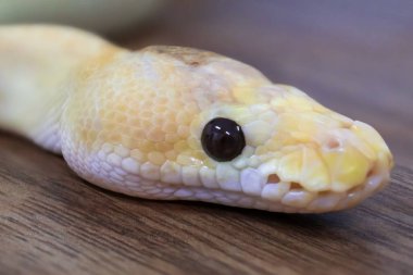 Albino Banana Spinner Ball Pitonları 'na yakın, piton pitonu mercan ışıltısı şampanya morfini.