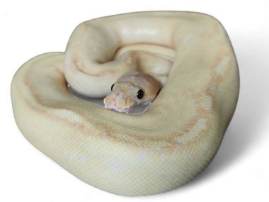 Albino Banana Spinner Ball Pitonları, piton parlayan mercan, beyaz arka planda izole edilmiş şampanya.