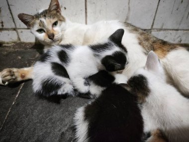 Anne kedi yavrularını emziriyor, kürkleri çok güzel. Sevimli ve sevimli görünüyorlar..