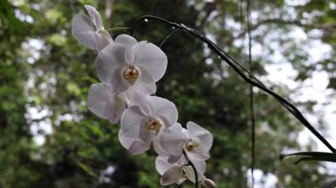 Orchidirium balikpapan 'da ay orkidesi ya da güve orkidesi olarak da bilinen beyaz falaenopsis amabilis melezinin güzelliğini gösteren yakın plan bir sergi.