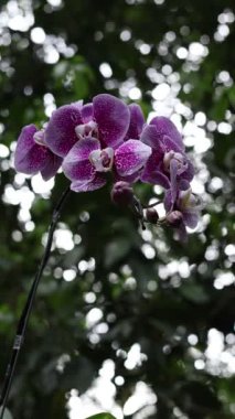Güzel pembe bir Doritaenopsis orkidesine yakından bakın, çiçek mor renktedir ve bazı koyu renkli kısımları vardır. Ortası sarı. Uzayı kopyala Romantik.