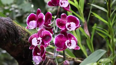 Pembe Phalaenopsis veya Güve dendrobium Orkide çiçeği. Orchidirium balikpapan, Endonezya 'da doğal bulanık bir geçmişi var.