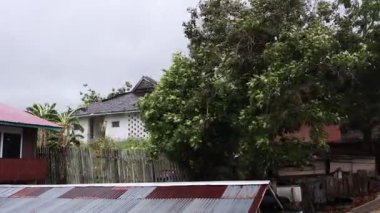 Güçlü rüzgarlar tarafından vurulan bir ağaç görülüyor. Yaprakları yayılmış ve bir tarafa bakıyor, rüzgarla dans ediyormuş gibi..