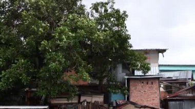 Güçlü rüzgarlar tarafından vurulan bir ağaç görülüyor. Yaprakları yayılmış ve bir tarafa bakıyor, rüzgarla dans ediyormuş gibi..