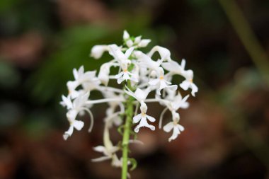 Calanthe Triplicata 'nın güzel beyaz çiçeği, Orchidirium kebun raya balikpapan' da beyaz zemin orkidesi olarak da bilinir, Noel orkidesi