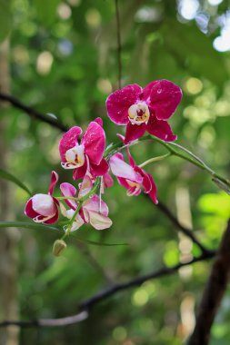 Pink Phalaenopsis or Moth dendrobium Orchid flover. with natural blur background at Orchidirium balikpapan, Indonesia clipart