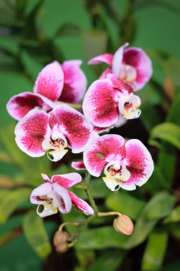 Pembe Phalaenopsis veya Güve dendrobium Orkide çiçeği. Orchidirium balikpapan, Endonezya 'da doğal bulanık bir geçmişi var.