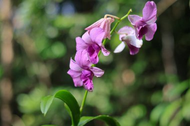Dendrobium bigibbum (İngilizce: 