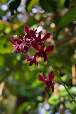 Caesar Red Dendrobium Orchidarium kebun raya balikpapan, Endonezya 'da bulanık doğa arka planıyla çiçek açıyor.