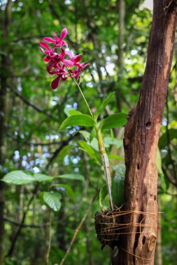 Caesar Red Dendrobium Orchidarium kebun raya balikpapan, Endonezya 'da bulanık doğa arka planıyla çiçek açıyor.