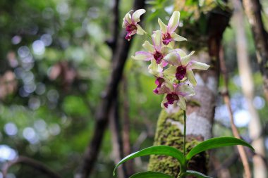 Dendrobium moniliforme orkidesinin çiçek sapına yaklaş. Çiçeklerin yaprakları uzun ve incedir. Renkleri beyaz, ortasında mor bir damar var..