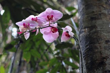 A bouquet beautiful purple orchid flower blossom with blurred green nature park background and day light at orchidarium balikpapan clipart