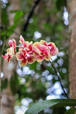 Spotted yellow pink chrysanthemums in tropical botanical garden, jungle. Growing exotic striped flowers with dots. Phalaenopsis Baldan's Kaleidoscope flower popular Moth Orchid hybrid Golden Treasure. clipart