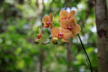 Tropik botanik bahçesinde, ormanda sarı pembe kasımpatılar görülmüş. Noktalı egzotik çizgili çiçekler. Phalaenopsis Baldan 'ın Kaleydoskop çiçeği popüler Güve Orkidesi Altın Hazine.