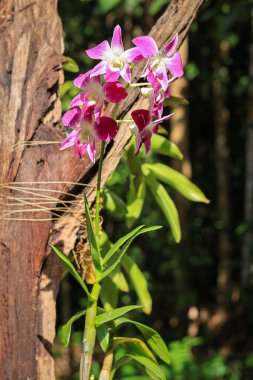 Close up photo of a larat orchid flower in bloom, a beautiful flower, Thai orchid flower, color of blossom is purple and white. blur nature background at botanical garden balikpapan clipart