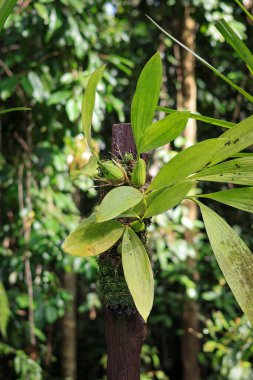 Foestermann 'ın Coelogyne orkidesi, Malezya, Borneo, Sumatra ve Moluccas' ta bulunur. Orta büyüklükteki ovalarda ve ova ormanlarında ağaçlar üzerinde 500 metre yüksekliğe kadar foalevel yüksekliğindedir.