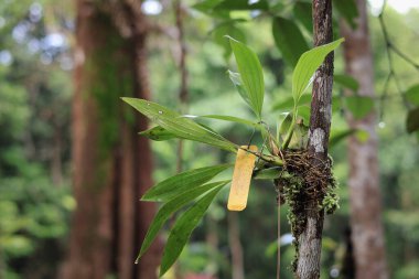 Cymbidium bicolor, Tayland 'dan her zaman yeşil olan geniş yapraklarda ve yarı yapraklı ve yaprak döken ovalarda ve ilkbahar ve yaz aylarında açan savana bilobili yapraklarda bulunur.