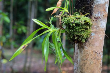 Oncidium orkidesi, bu cins birçok sınıflandırılmış türe sahip karmaşık bir türdür. Bu orkide genellikle kuru alanda yetişir. Onsiyumun ışık gereksinimleri çeşitlilik gösterebilir..