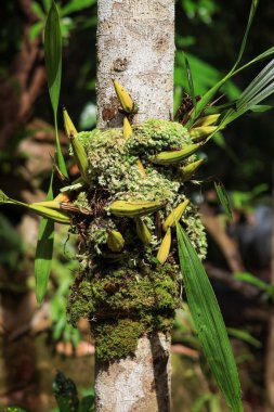Bulbophyllum crabro, Bulbophyllum familyasından bir yengeç türü. Bu isim Orchidaceae alt familyasından Epidendroideae alt familyasından kabul edilen bir türdür.