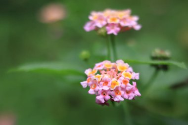 Lantana Camara, Verbenaceae familyasından çiçek açan ve bahçelerde yetişen bir bitki türüdür. Bir sapta çiçekler parlak ve renklidir..