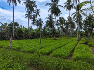 Taze ve yeşil su ıspanağı veya kangkung. Sabahları Balikpapan 'da sebze yetiştiriyorum.