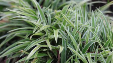 Pandanus pigmaeus Thouars veya sarı pandan, kıyı şeridi ve bahçe dekorasyonu için kullanılan bir süs bitkisidir..