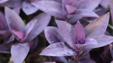 Tradescantia pallida, yaygın olarak mor kalp ya da mor kalp gezgini Yahudi olarak bilinir. Örümcek otları (Commelinaceae) familyasından yavaş büyüyen bir bitkidir.). 