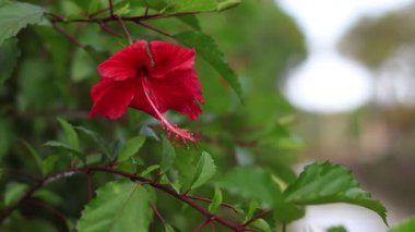 Hibiscus rosa sinensis ya da Hibiscus rosa-sinensis, Doğu Asya kökenli bir çalı bitkisidir..