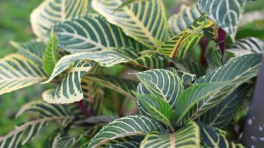 Sanchezia yaprakları büyük, parlak ve yeşildir, belirgin sarı, beyaz veya krem damarları vardır. Yapraklar, Zebra Bitkisi olarak da bilinen bu tropik çiçekli bitkinin ayırt edici bir özelliğidir.