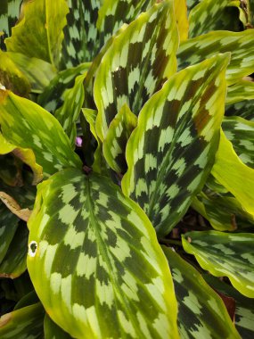 Calathea tavus kuşu yapraklı ev bitkisi (