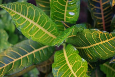 Bahçedeki kodiaeum çeşidi (Croton, Variegated Laurel, Garden Croton, Orange Jessamine, puring). Yakından bakınca geniş ve renkli yaprakları olan egzotik botanik yeşil bitkiler..