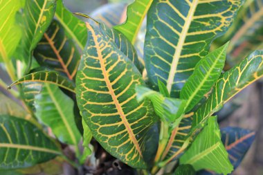 Bahçedeki kodiaeum çeşidi (Croton, Variegated Laurel, Garden Croton, Orange Jessamine, puring). Yakından bakınca geniş ve renkli yaprakları olan egzotik botanik yeşil bitkiler..