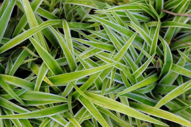 Pandanus pigmaeus Thouars veya sarı pandan, kıyı şeridi ve bahçe dekorasyonu için kullanılan bir süs bitkisidir..