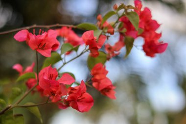 Bougainvillea is a genus of thorny ornamental vines, bushes, and trees belonging to the four o' clock family, Nyctaginaceae. clipart