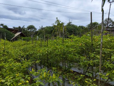 Capsicum annuum (biber) çeşitli Doğu yemeklerinde kullanılan malzemelerdir. Baharatlı bir tat al. Sonuç yeşildir. Olgun meyveler kırmızıdır. Endonezya 'daki Chili Garden Öğleden Sonra Işığıyla.