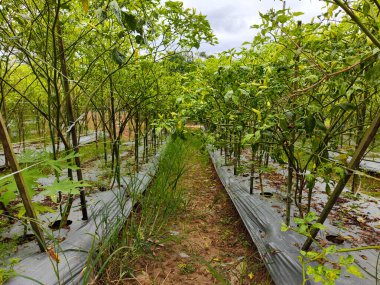 Capsicum annuum (biber) çeşitli Doğu yemeklerinde kullanılan malzemelerdir. Baharatlı bir tat al. Sonuç yeşildir. Olgun meyveler kırmızıdır. Endonezya 'daki Chili Garden Öğleden Sonra Işığıyla.