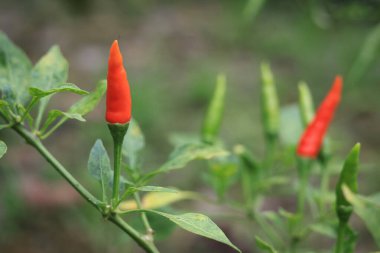 Capsicum annuum (biber) çeşitli Doğu yemeklerinde kullanılan malzemelerdir. Baharatlı bir tat al. Sonuç yeşildir. Olgun meyveler kırmızıdır. Endonezya 'daki Chili Garden Öğleden Sonra Işığıyla.