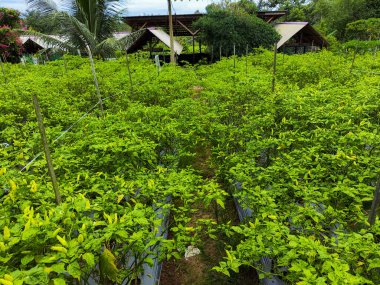 Capsicum annuum (biber) çeşitli Doğu yemeklerinde kullanılan malzemelerdir. Baharatlı bir tat al. Sonuç yeşildir. Olgun meyveler kırmızıdır. Endonezya 'daki Chili Garden Öğleden Sonra Işığıyla.